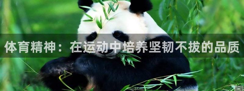 熊猫体育公园：体育精神：在运动中培养坚韧不拔的品质